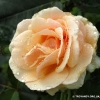 Diamond Jubilee